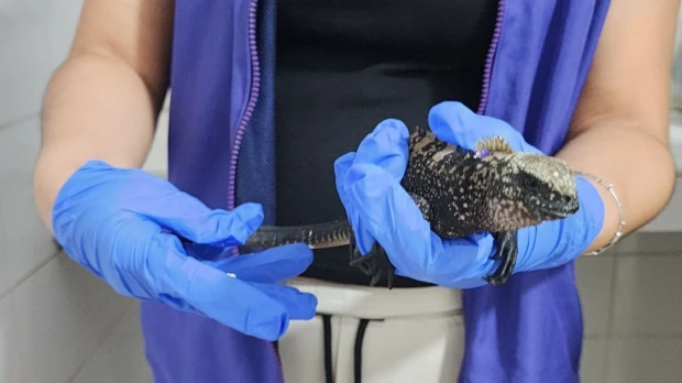Tres tailandeses reciben cuatro años de prisión por tráfico de iguanas de Galápagos