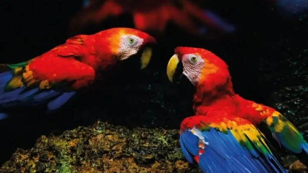 Aves del Yasuní: las especies que habitan uno de los bosques más biodiversos de Ecuador