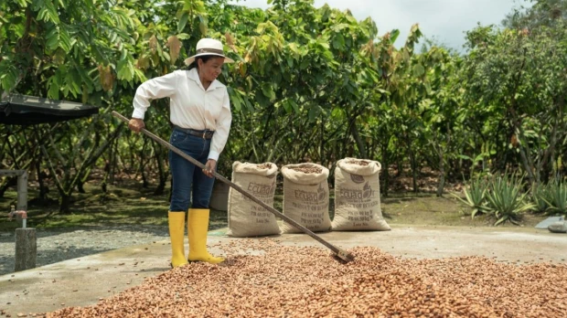 Nestlé Ecuador reporta 2.295 mujeres vinculadas a su Plan Cacao