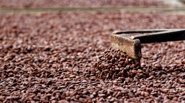 Lluvias intensas ponen en riesgo el rendimiento del cacao en Ecuador