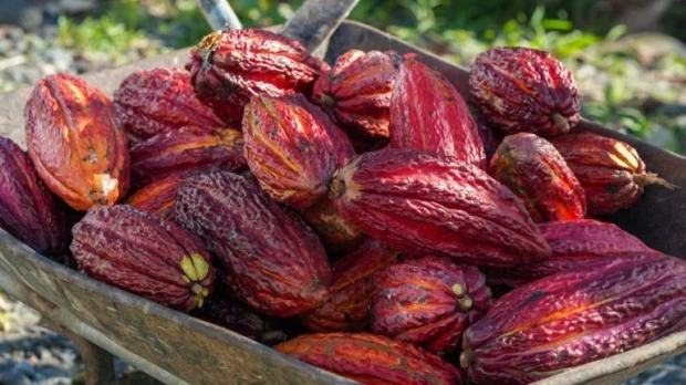 Ecuador se acerca al segundo lugar mundial en producción de cacao