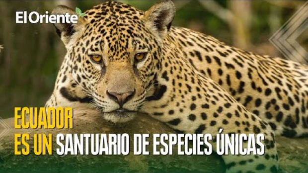 Día mundial de la Tierra: la importancia del medio ambiente en Ecuador