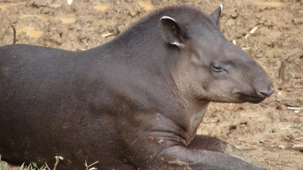 Estudio sobre la conservación del tapir de montaña fue presentado en EE.UU.