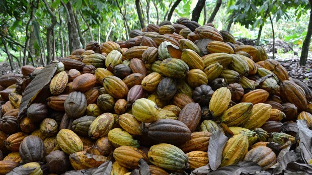 Cacao: Zamora y Sucumbíos podrían beneficiarse