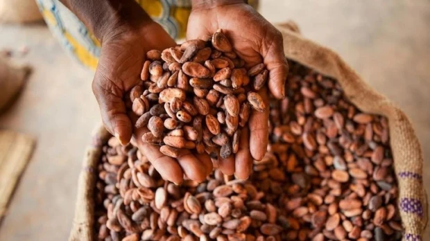 Ecuador se consolida como segundo exportador mundial de cacao