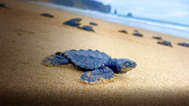 11.580 tortugas marinas nacieron en las playas de Manabí en 2022