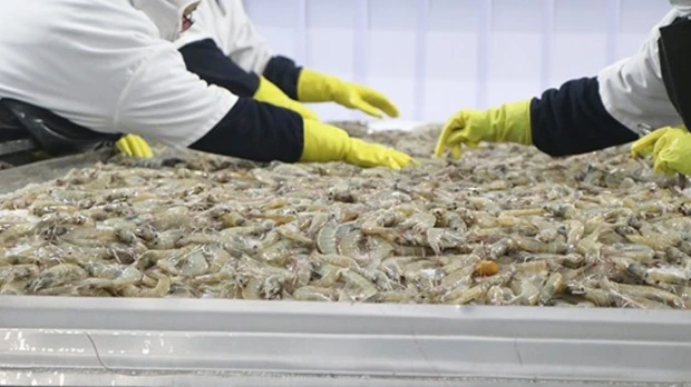 Industria de alimento para camarón impulsa la expansión de la acuicultura ecuatoriana