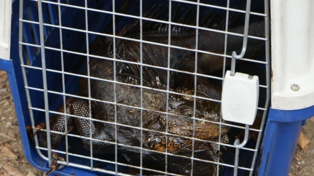 Iguanas y aves son las especies más afectadas por derrame en estero El Salado