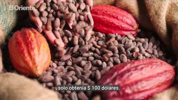 ¿Qué significa para Ecuador el precio récord del cacao? 