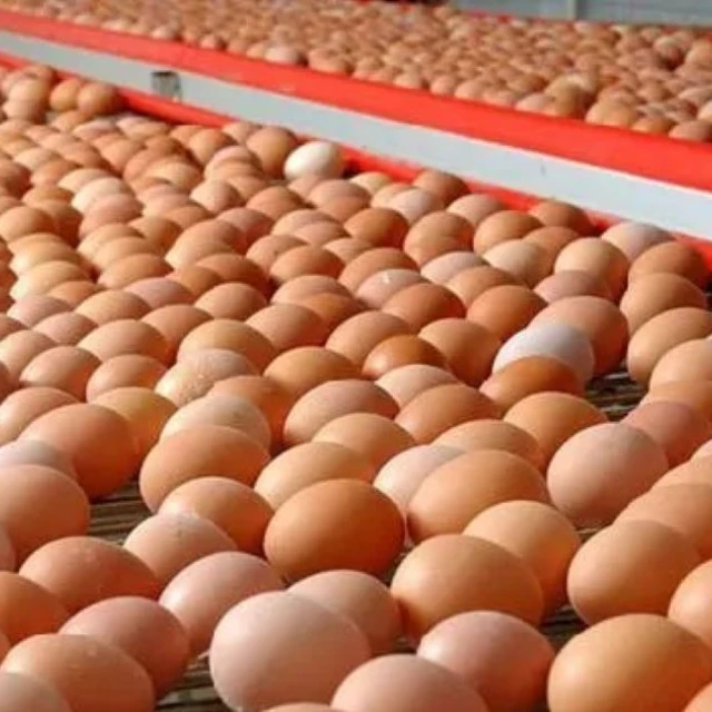 Precio de los huevos aumenta en Ecuador por menor oferta y costos de producción