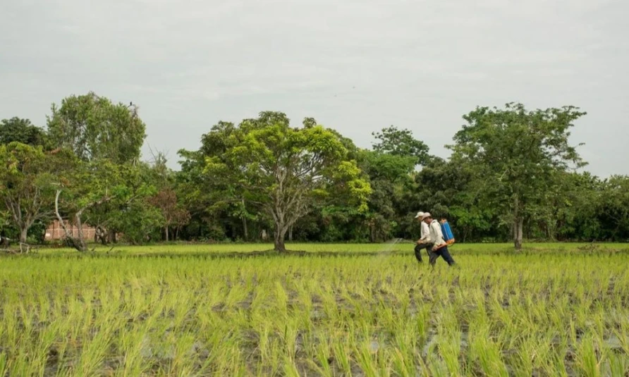 Fertilizantes más caros elevan los costos de producción agrícola en Ecuador